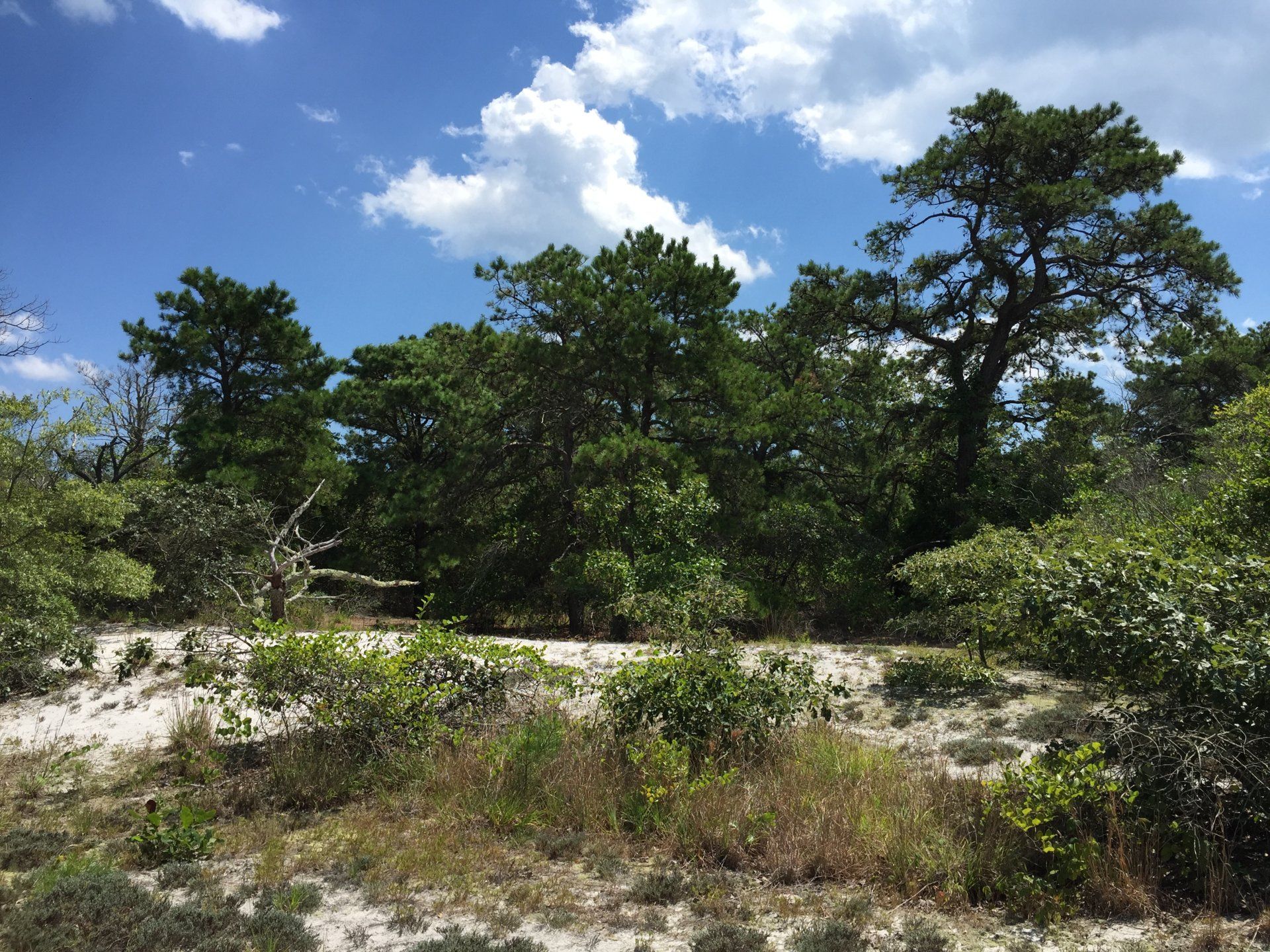 Pine Beach gallery image 2