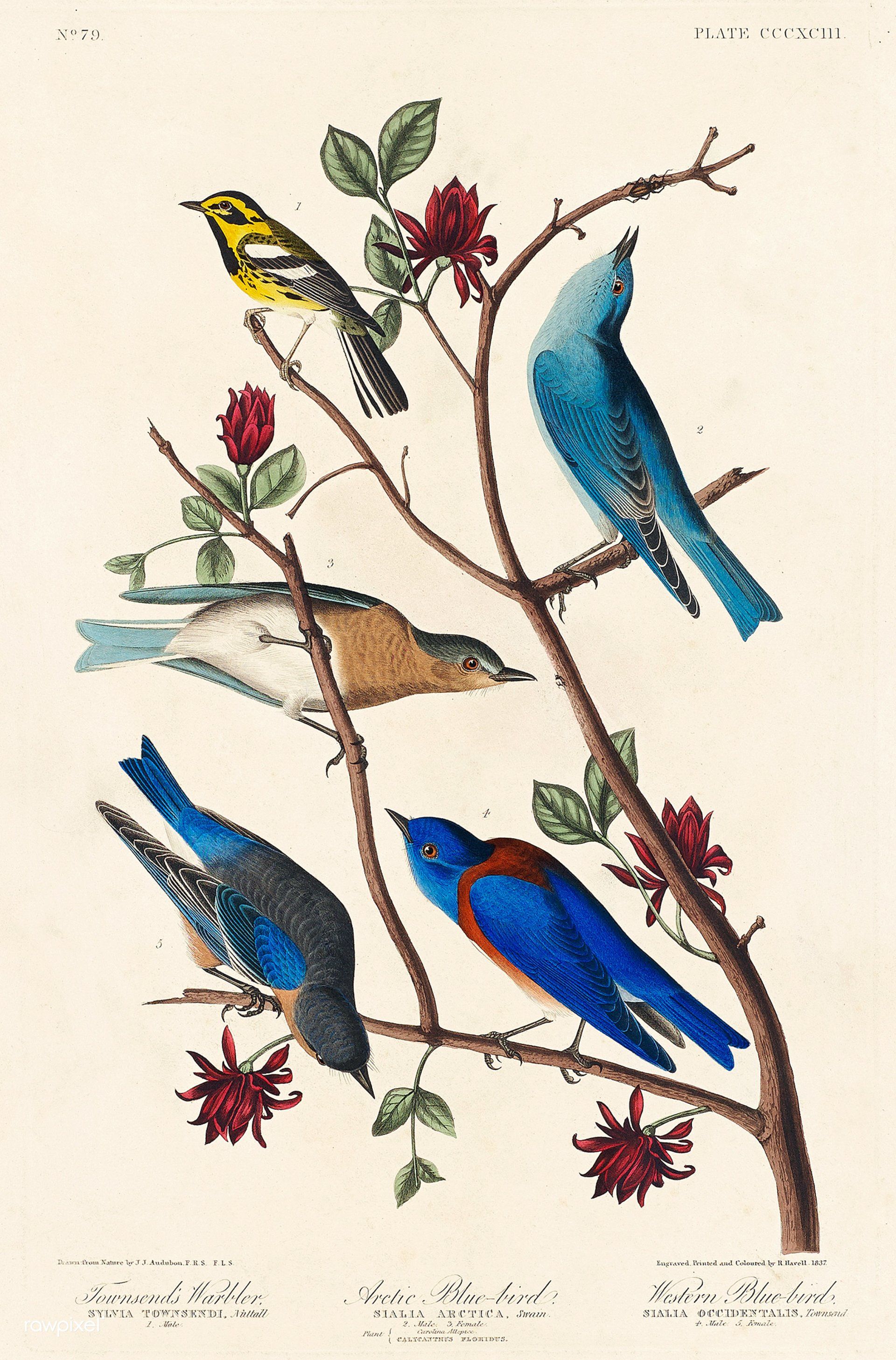 Audubon, LA