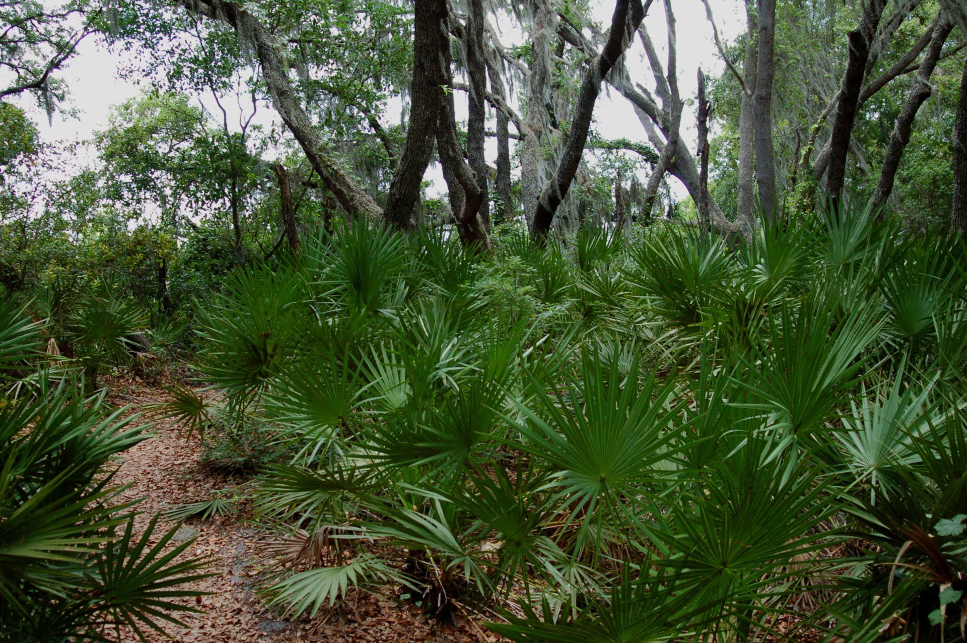 Palmetto Bay gallery image 1