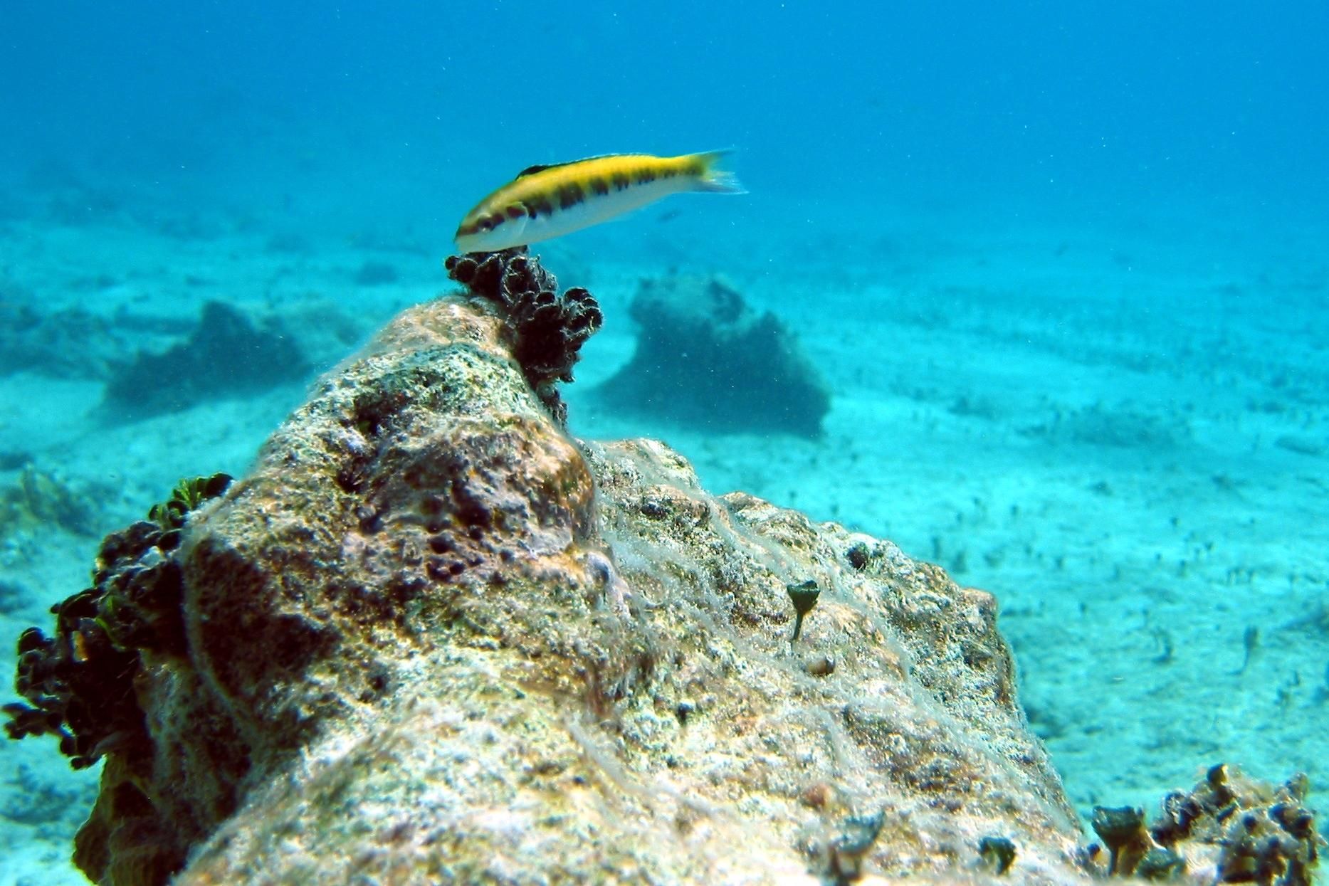 Coral Brook, FL