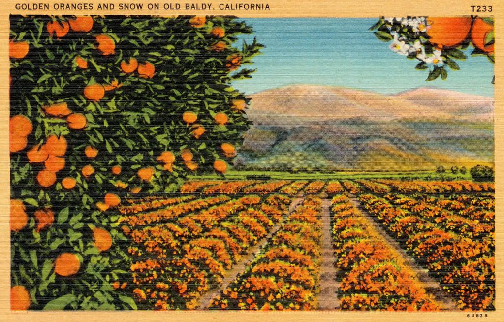 Orange Grove Manors, FL